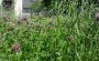 espaces verts de la SOMCO