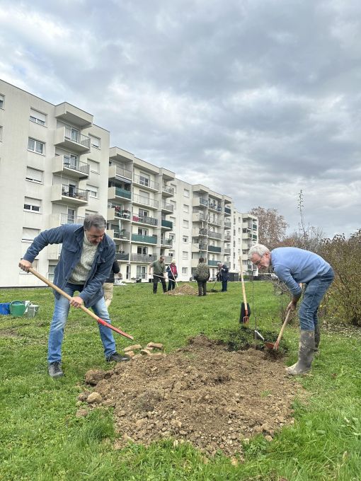 Plantations à Riedisheim