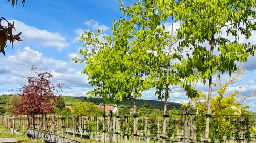 80 nouveaux arbres bientôt plantés à Illzach !